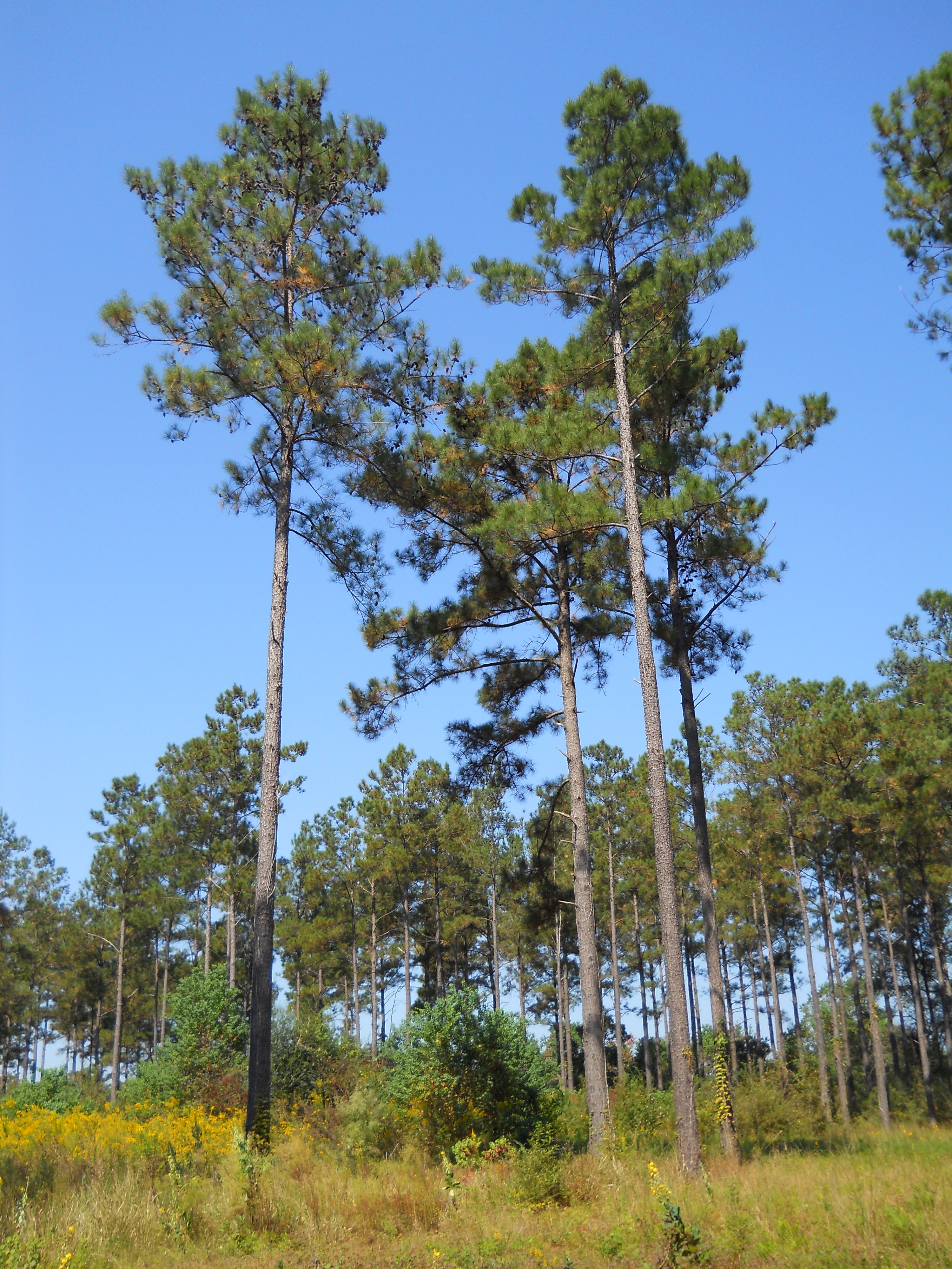 Loblolly_Pines_Texas_Home_Exteriors TX