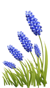 Texas Bluebonnets Financing 