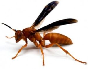 red wasp enters from gap in fiber cement siding